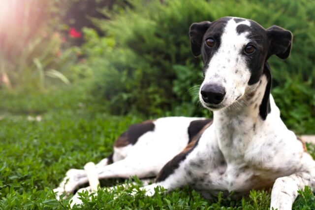 The 8 Best Dog Foods For Greyhounds – 2025 The 8 Best Dog Foods For Greyhounds – 2025