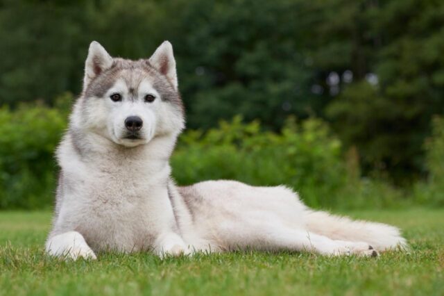 The 8 Best Dog Foods For Huskies – 2025 The 8 Best Dog Foods For Huskies – 2025