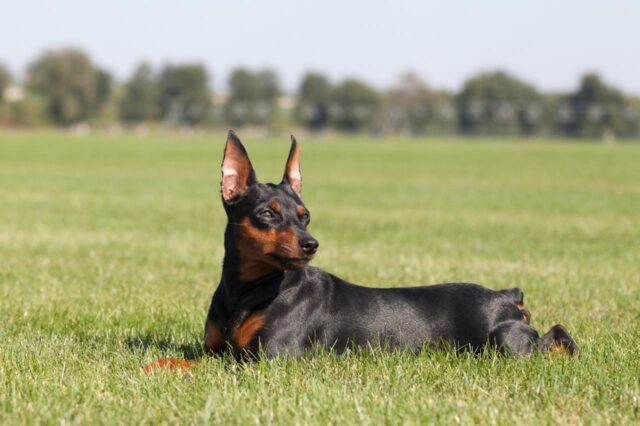 The 8 Best Dog Foods For Miniature Pinschers – 2025 The 8 Best Dog Foods For Miniature Pinschers – 2025
