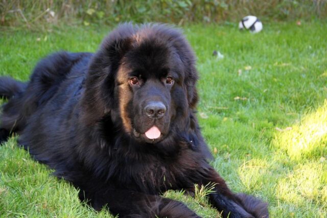 The 8 Best Dog Foods For Newfoundlands – 2025 The 8 Best Dog Foods For Newfoundlands – 2025