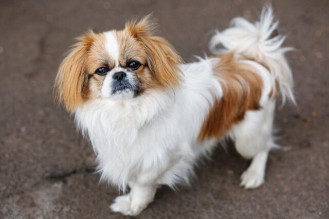 The 8 Best Dog Foods For Pekingeses – 2025 The 8 Best Dog Foods For Pekingeses – 2025