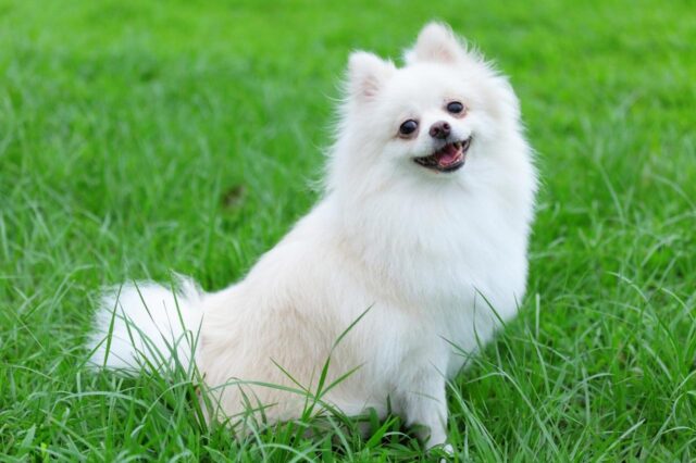 The 8 Best Dog Foods For Pomeranians – 2025 The 8 Best Dog Foods For Pomeranians – 2025