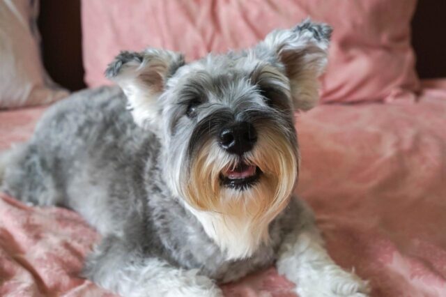 The 8 Best Dog Foods For Schnauzers – 2025 The 8 Best Dog Foods For Schnauzers – 2025