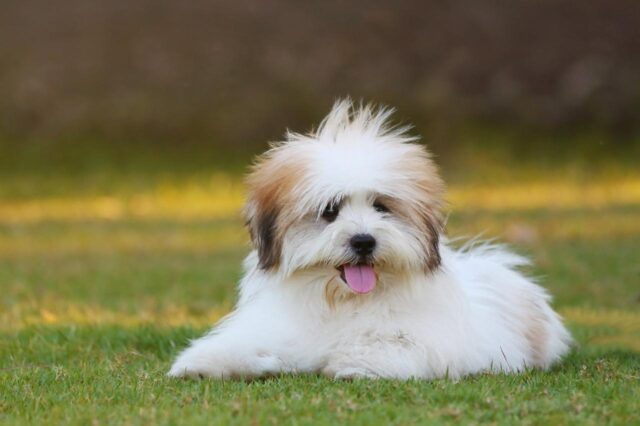 The 8 Best Dog Foods For Shih Tzus – 2025 The 8 Best Dog Foods For Shih Tzus – 2025