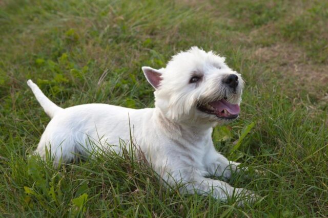 The 8 Best Dog Foods For Westies – 2025