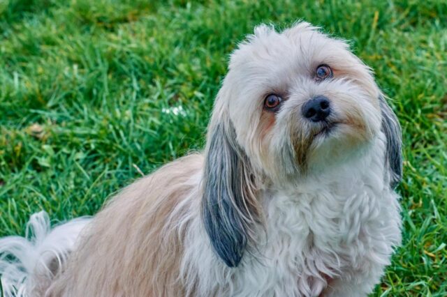 The 8 Best Dog Foods For Your Havanese – 2025 The 8 Best Dog Foods For Your Havanese – 2025