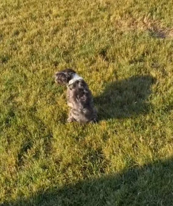 Tiny Dog Outsmarts Owner to Visit Grandma Next Door, Wins Internet’s Heart Tiny Dog Outsmarts Owner to Visit Grandma Next Door, Wins Internet’s Heart