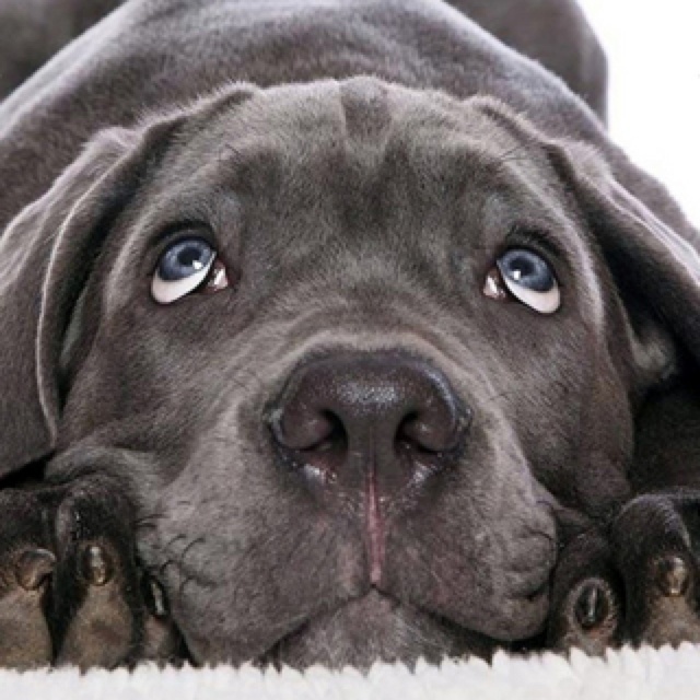 Top 7 Dog Food Brands With No Recalls