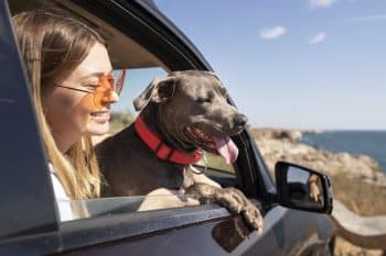Ultimate Dog Gear: 18 Essential Items For Your Dog Road Trips Ultimate Dog Gear: 18 Essential Items For Your Dog Road Trips