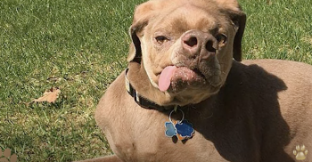 Unsightly Dog With Crooked Head, Weakly Wagged Tail As Needle Advanced