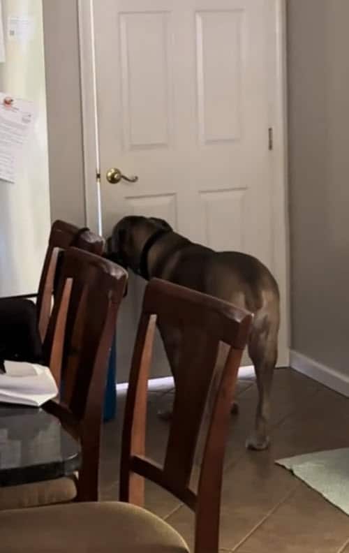 Viral Clip Shows 140-Pound Dog Door Confusion And Sends TikTok Into Laughter Viral Clip Shows 140-Pound Dog Door Confusion And Sends TikTok Into Laughter