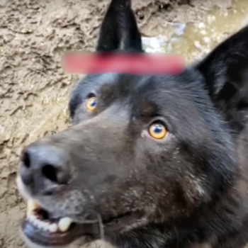 Wolfdog Lunged At Woman When She Knelt Down To Welcome Him Wolfdog Lunged At Woman When She Knelt Down To Welcome Him