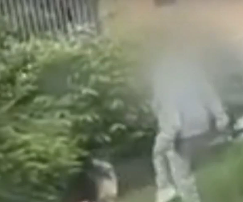 Woman Caught on Video Repeatedly Kicking Her Dog Sparks Outrage and Investigation Woman Caught on Video Repeatedly Kicking Her Dog Sparks Outrage and Investigation