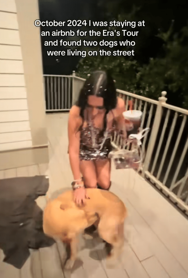 Woman Rescues Stray Dogs Before Concert, Months Later Reunites the Best Friends Woman Rescues Stray Dogs Before Concert, Months Later Reunites the Best Friends