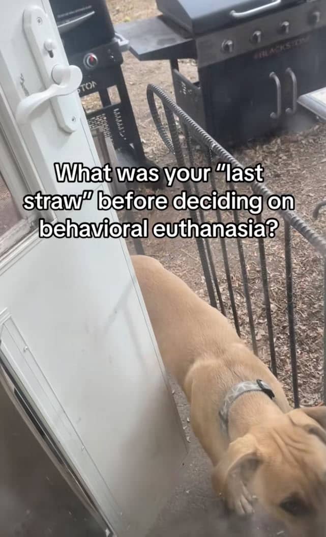Woman Shares Why She Chose Peaceful Goodbye for Her Troubled Dog Woman Shares Why She Chose Peaceful Goodbye for Her Troubled Dog