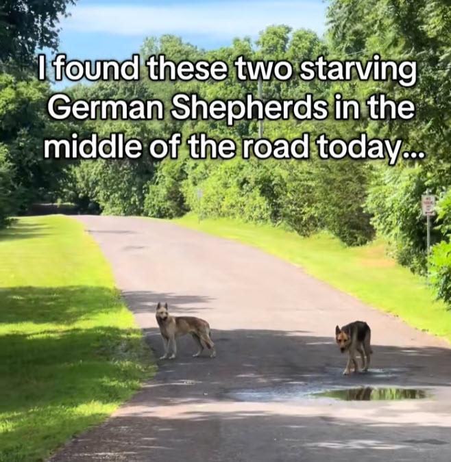 Woman Spots Two German Shepherds, Then Quickly Turns Around Her Car Woman Spots Two German Shepherds, Then Quickly Turns Around Her Car