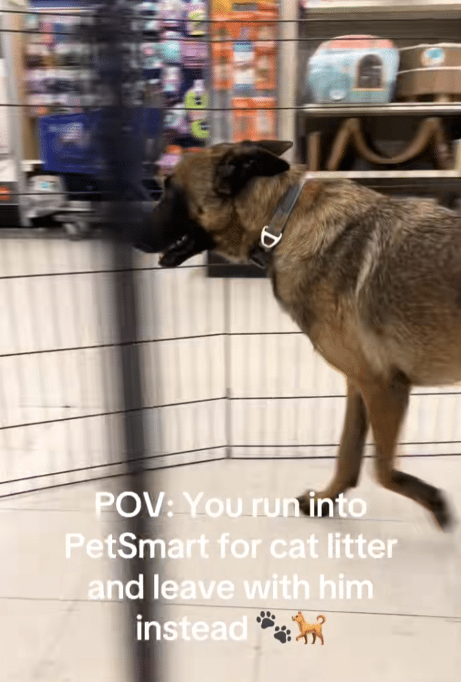 Woman Stops for Cat Litter, Leaves PetSmart With a Rescue Dog Instead Woman Stops for Cat Litter, Leaves PetSmart With a Rescue Dog Instead