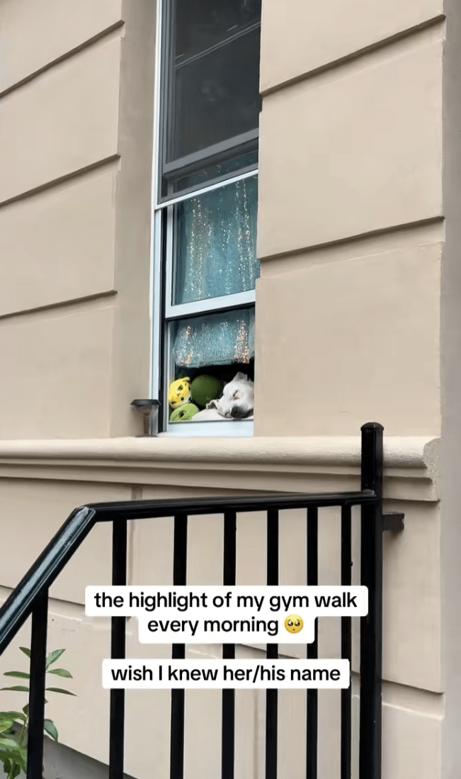Woman Walks to Gym Each Morning, Captures Special Moment of Dog In Window Woman Walks to Gym Each Morning, Captures Special Moment of Dog In Window