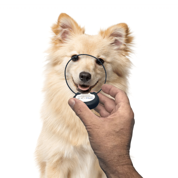 Your Dog Will Love This Vet-Approved Dental Recovery Hack