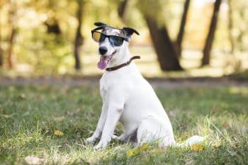 Your Ultimate Summer Survival Kit for Dog Parents!