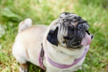 10 Best Cheese Dog Treats