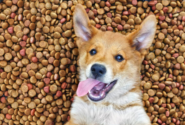 10 Best Dry Dog Foods 10 Best Dry Dog Foods