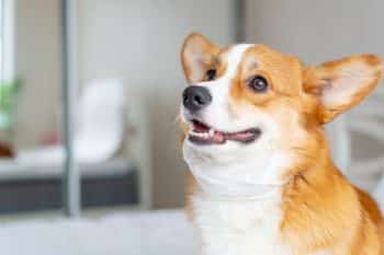10 Best Rabbit Dog Treats