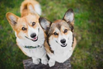 10 Best Vegan Dog Treats