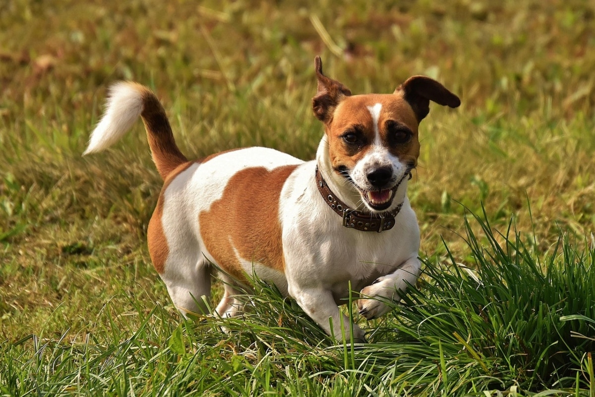 11 Agile, Fast-Moving Dog Breeds Built for Performance 11 Agile, Fast-Moving Dog Breeds Built for Performance
