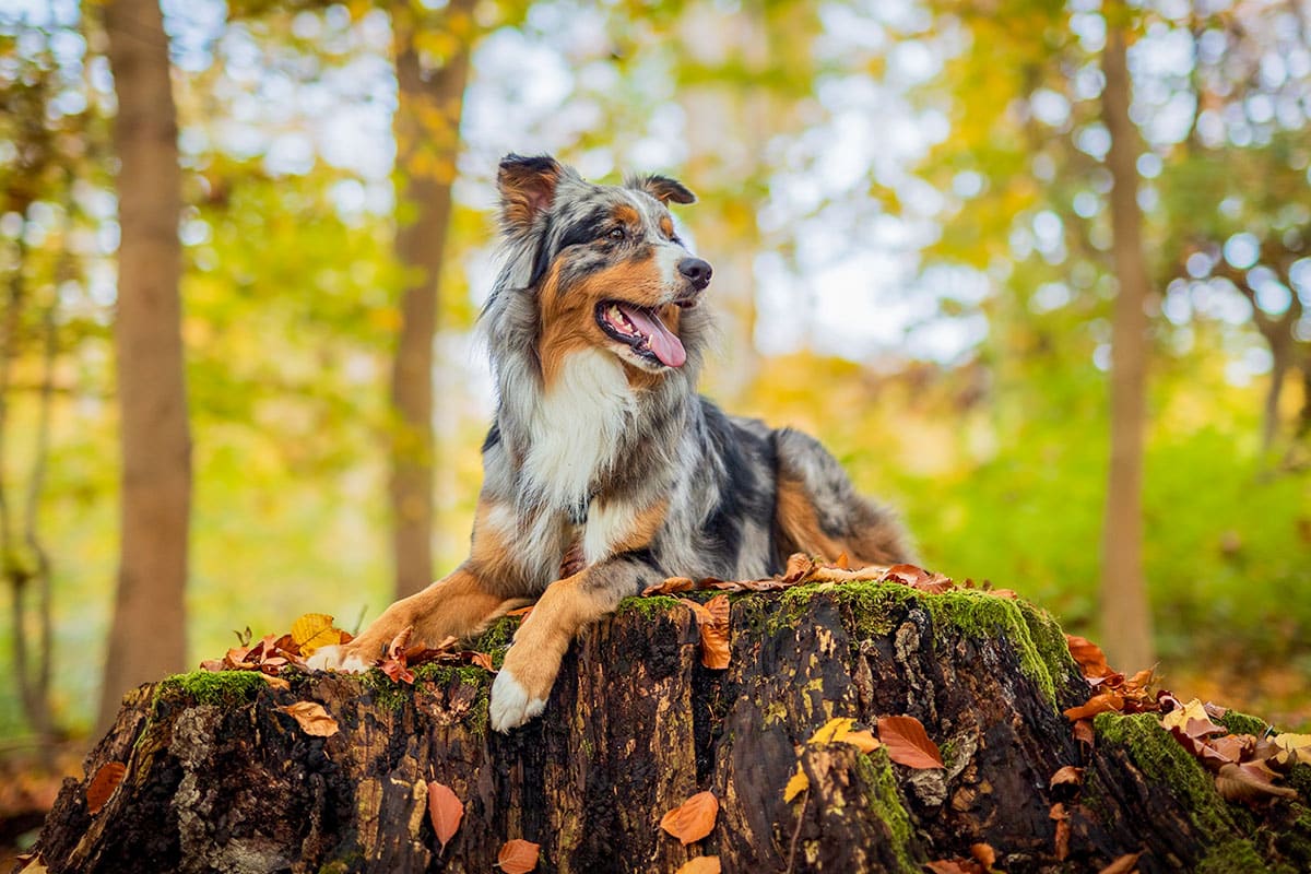 11 Alert Dog Breeds With Ears That Never Rest 11 Alert Dog Breeds With Ears That Never Rest