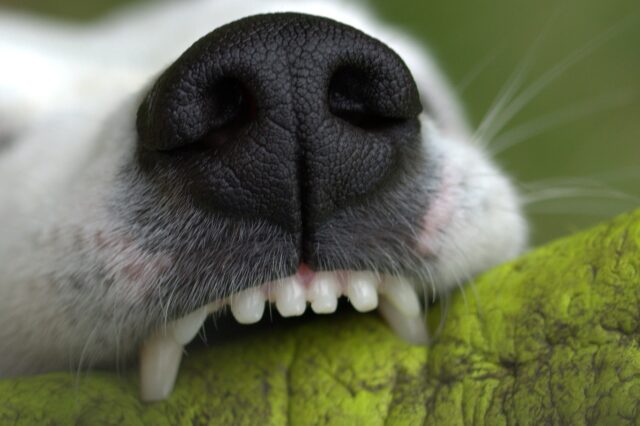 11 Best Dental Chews For Dogs 11 Best Dental Chews For Dogs