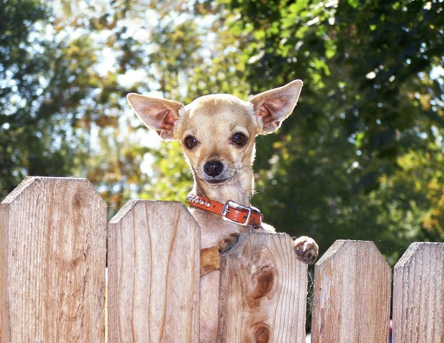 11 Best Invisible Dog Fences in 2025 11 Best Invisible Dog Fences in 2025