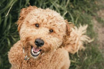 11 Best Vegetarian andPlant-Based Dog Treats