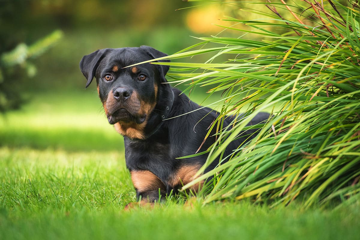 11 Bold Dog Breeds Who Simply Refuse to Be Ignored 11 Bold Dog Breeds Who Simply Refuse to Be Ignored