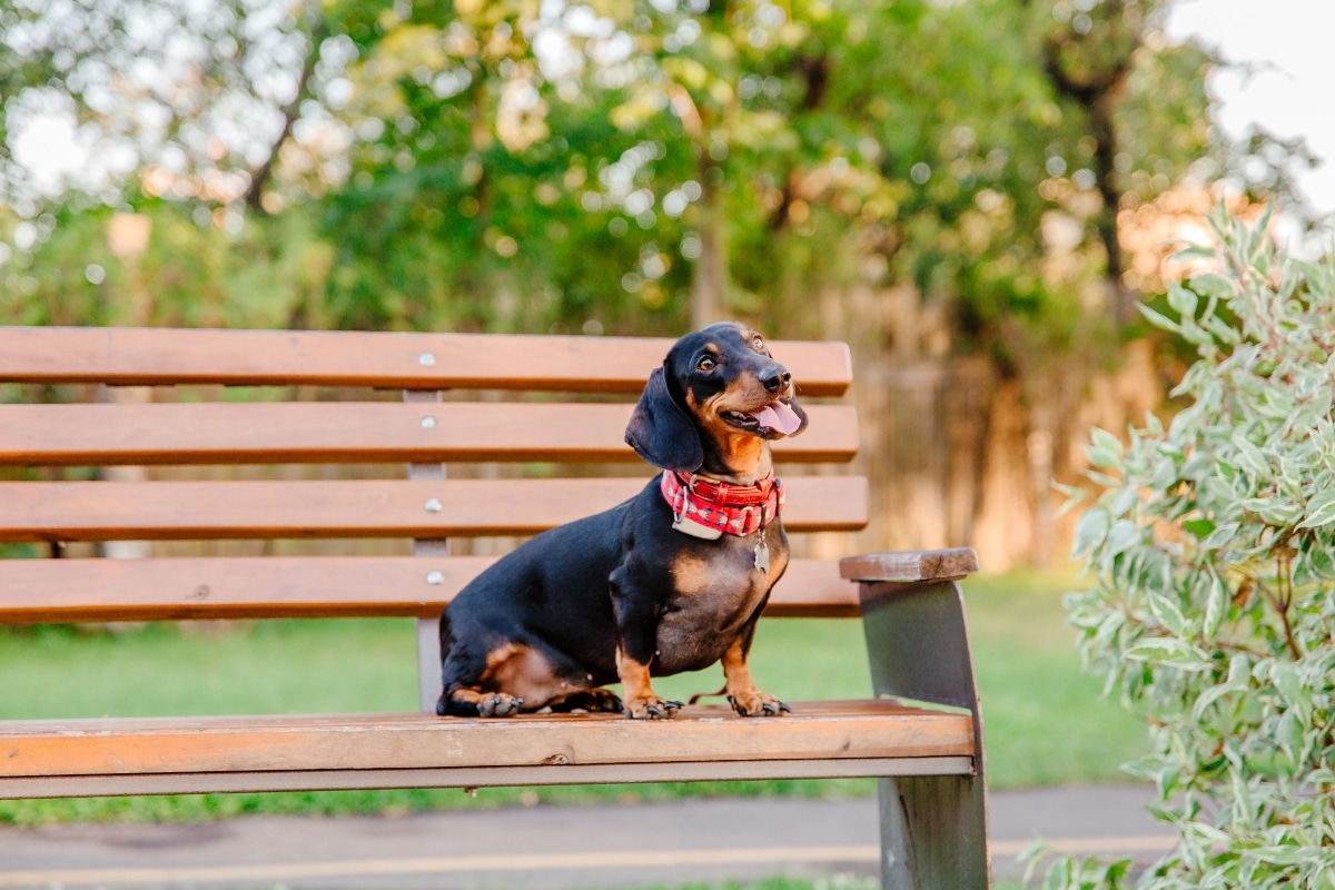 11 Classic Dog Breeds That Never Go Out Of Style 11 Classic Dog Breeds That Never Go Out Of Style
