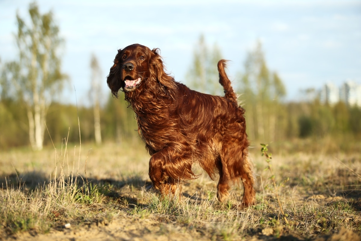 11 Dog Breeds Prone to Hereditary Health Problems 11 Dog Breeds Prone to Hereditary Health Problems
