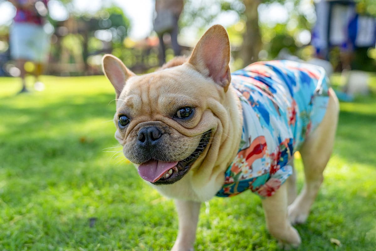 11 Dog Breeds That Always Keep Things Interesting 11 Dog Breeds That Always Keep Things Interesting