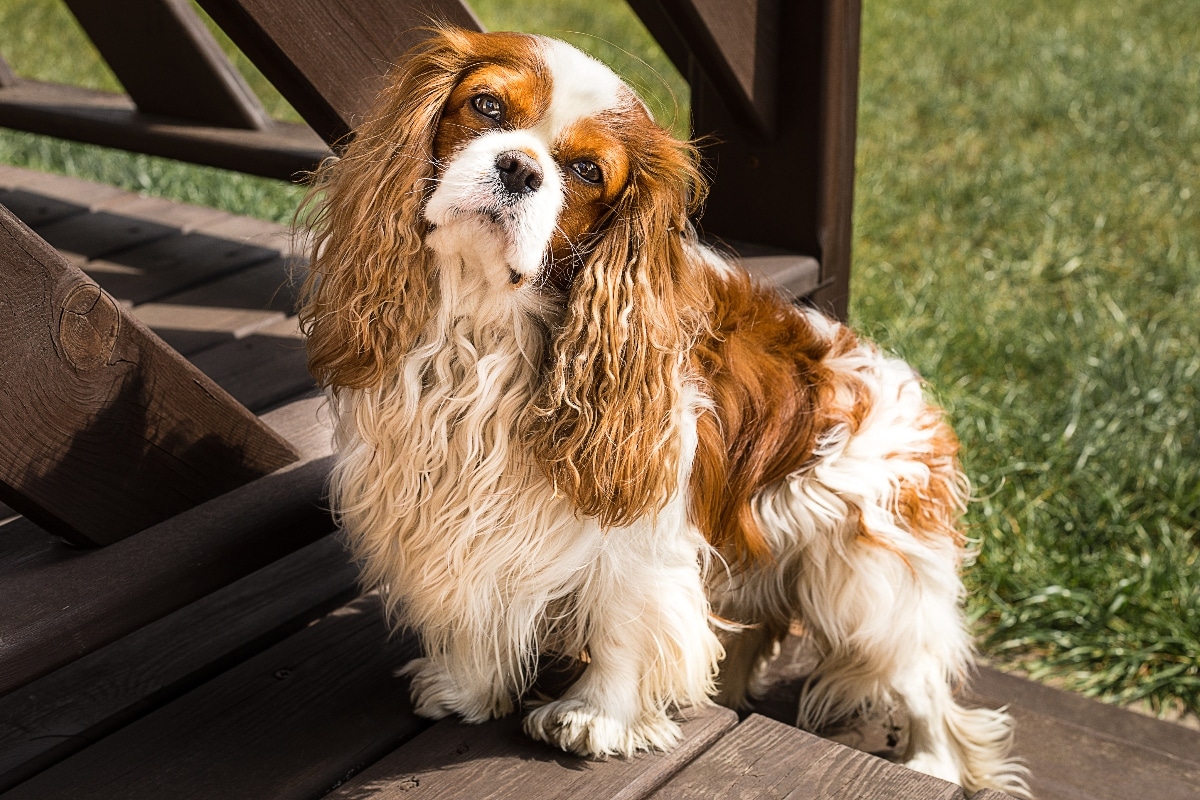 11 Endearing Ways Dogs Try To Make You Smile