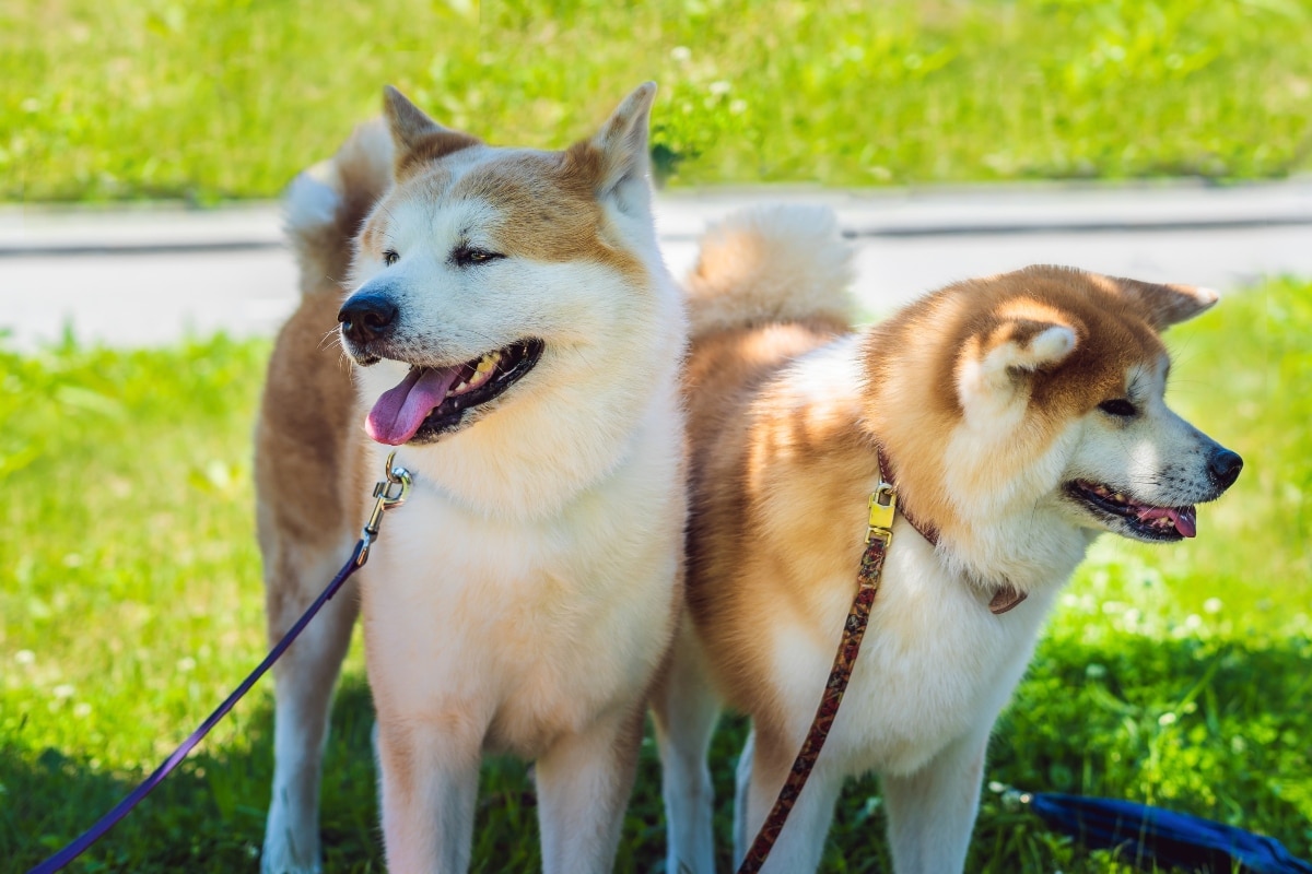 11 Guard Dog Breeds With Big Hearts And Bigger Loyalty 11 Guard Dog Breeds With Big Hearts And Bigger Loyalty