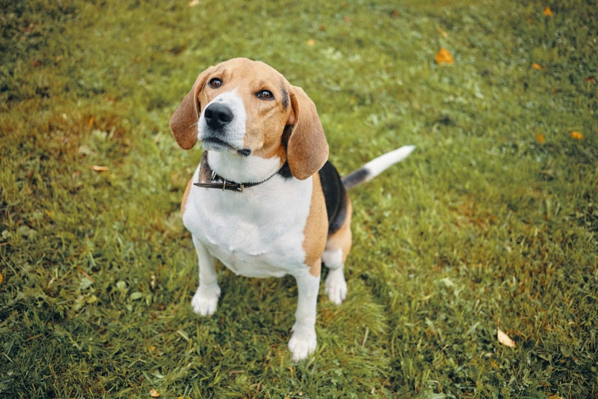 11 Long-Living Dog Breeds Who Age Gracefully 11 Long-Living Dog Breeds Who Age Gracefully