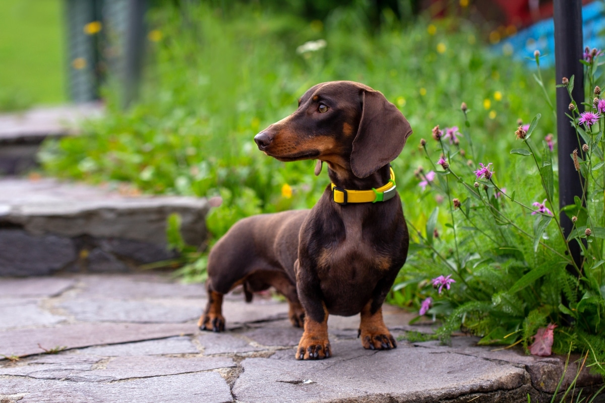 11 Loyal Dog Breeds That Stick by You Through Anything