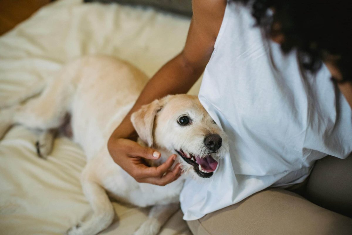 11 Moving Signs Your Dog Is Always Watching Over You 11 Moving Signs Your Dog Is Always Watching Over You