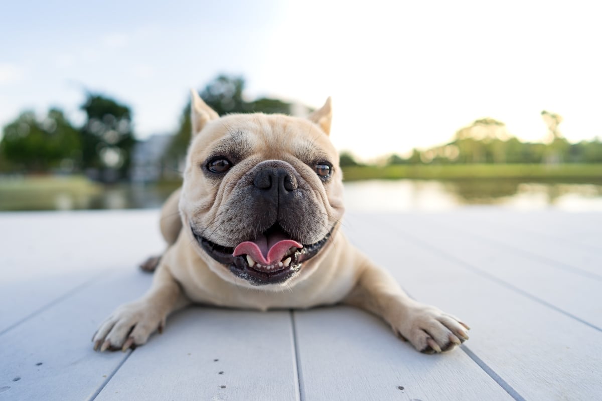 11 Precious Dog Breeds With Unforgettable Baby Faces 11 Precious Dog Breeds With Unforgettable Baby Faces