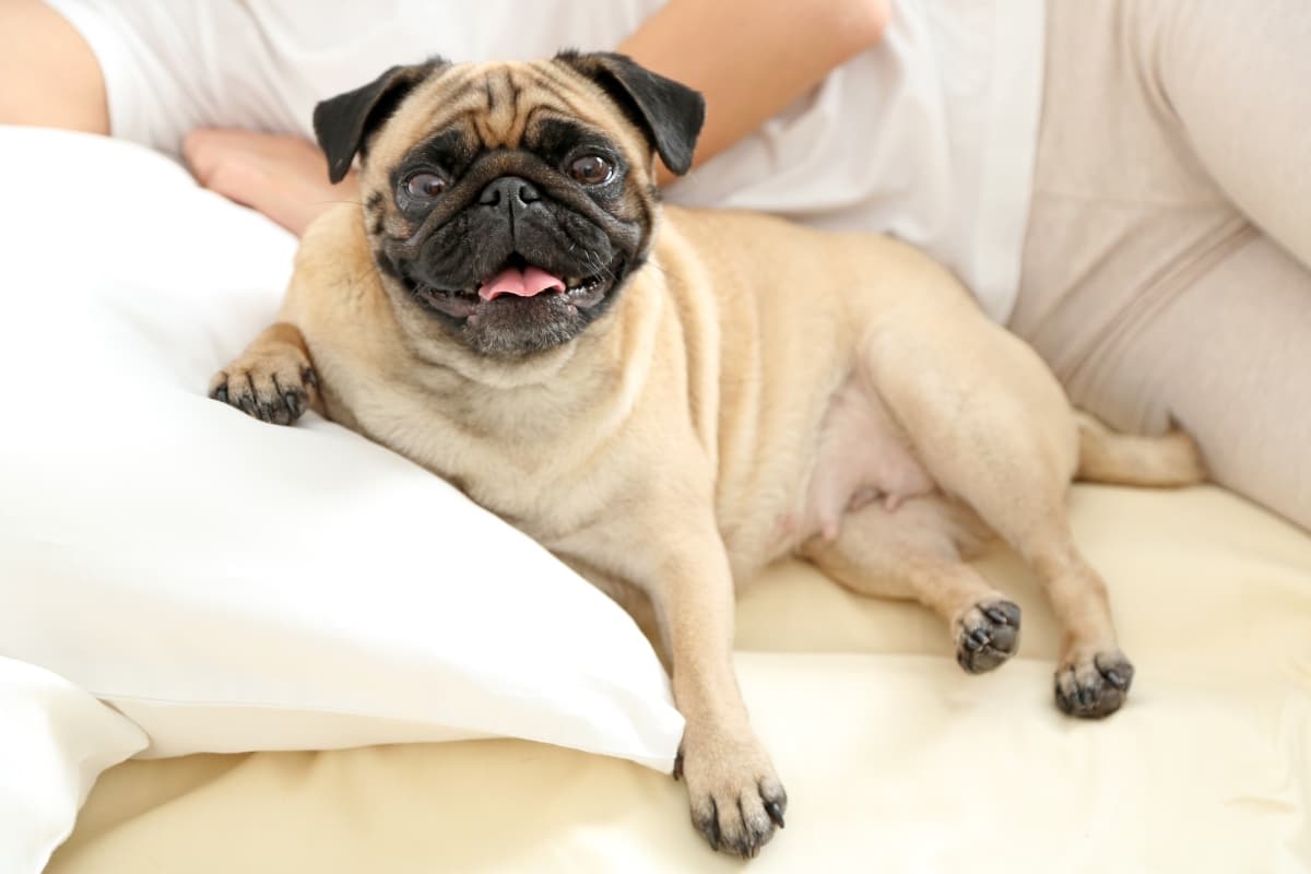 11 Selfish Dog Breeds That Want Their Own Spot on the Bed 11 Selfish Dog Breeds That Want Their Own Spot on the Bed