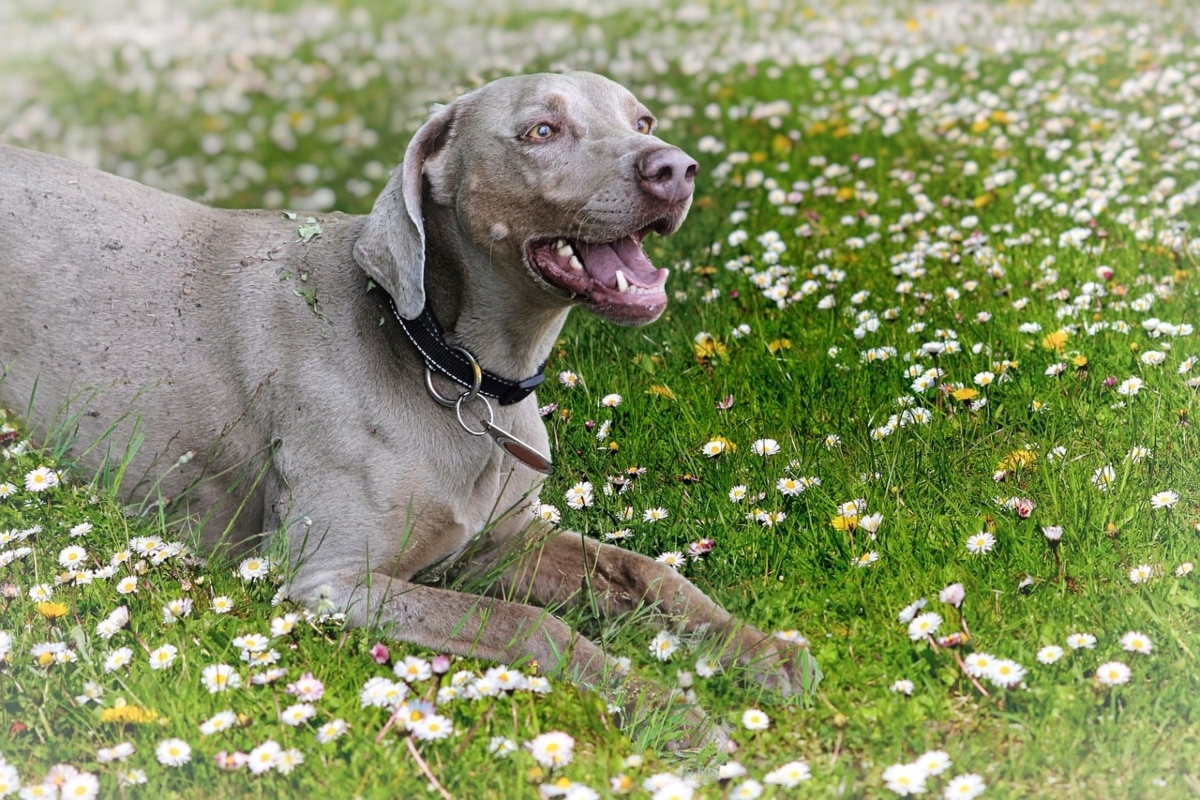 11 Sharp Dog Breeds Quick to Learn but Slow to Obey 11 Sharp Dog Breeds Quick to Learn but Slow to Obey
