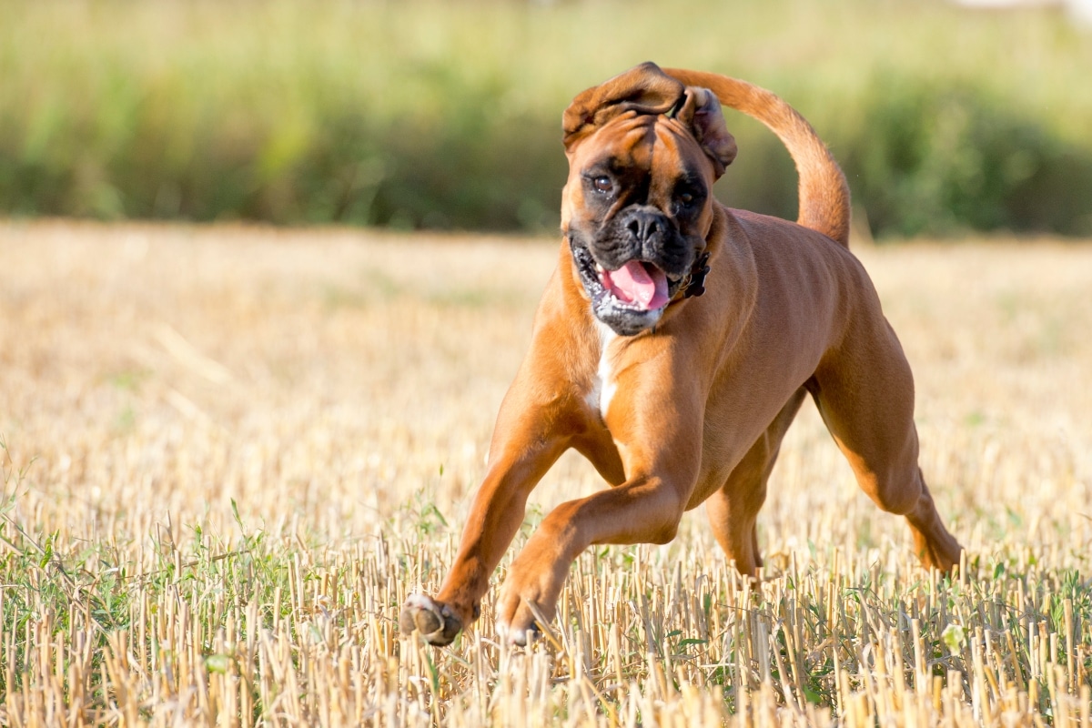 11 Spirited Dog Breeds Who Bounce With Joy At Hello 11 Spirited Dog Breeds Who Bounce With Joy At Hello
