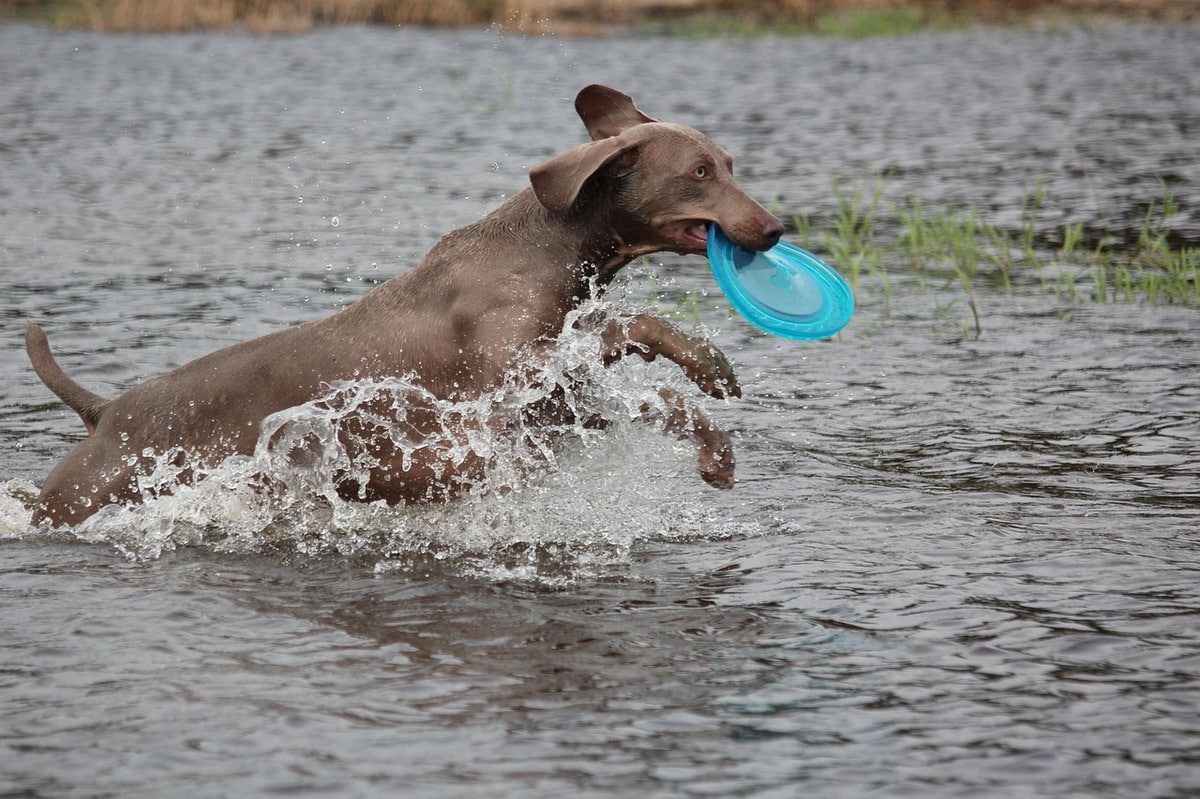 11 Spirited Dog Breeds Who Can’t Sit Still 11 Spirited Dog Breeds Who Can’t Sit Still