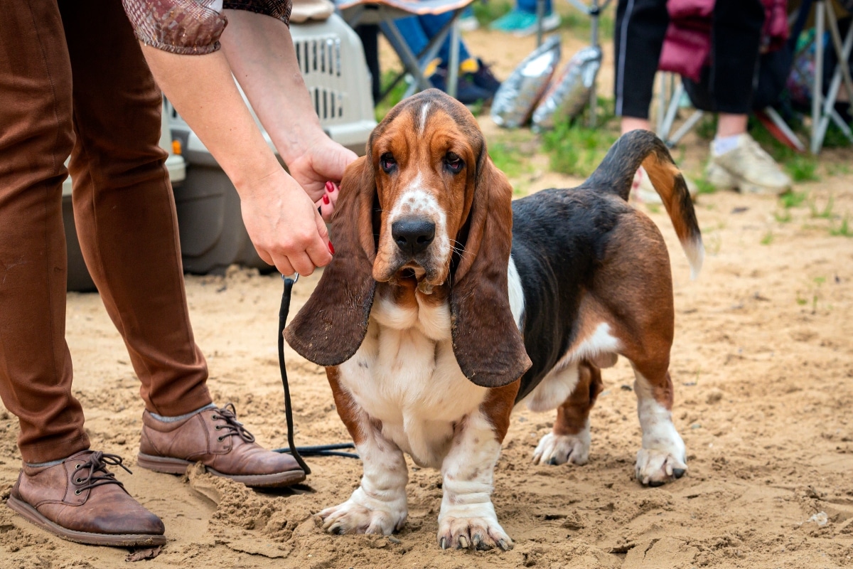 13 Best Dog Breeds For Emotional Support And Comfort 13 Best Dog Breeds For Emotional Support And Comfort