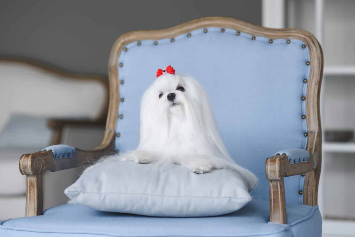 13 Chill Dog Breeds That Turn Naptime Into An Art 13 Chill Dog Breeds That Turn Naptime Into An Art