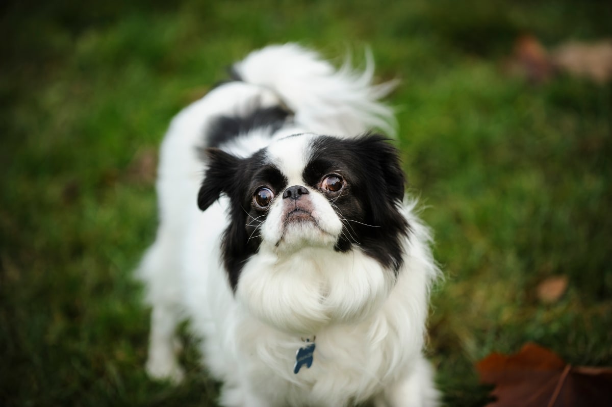 13 Cute Dog Breeds That Make Everyone Say “Aww”